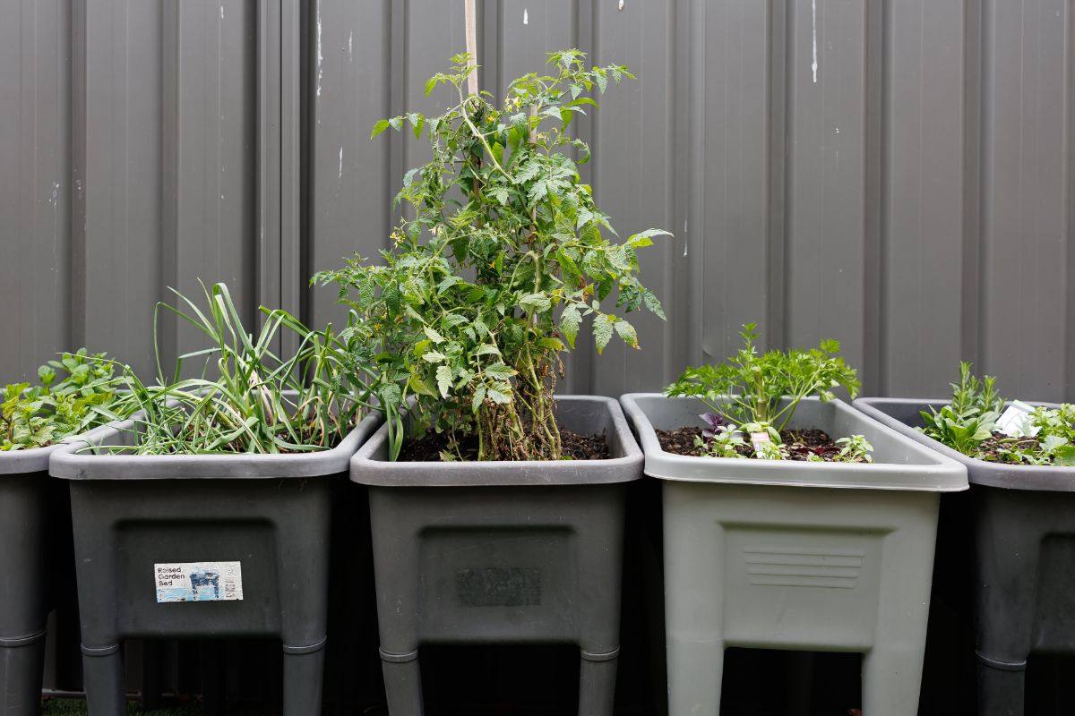 Veggie garden planters